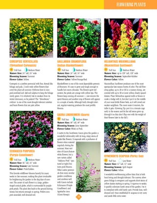 FLOWERING PLANTS




COREOPSIS VERTICILLATA                                     GAILLARDIA GRANDIFLORA                                 HELIANTHUS MAXIMILLIANA
(Threadleaf Coreopsis)                                     (Indian Blanketflower)                                 (Maximillian Sunflower)
    Full Sun        Medium Water                               Full Sun        Medium Water                           Full Sun        Medium Water
Mature Size: 24” tall, 24” wide                            Mature Size: 24” tall, 24” wide                        Mature Size: up to 120” tall, 120” wide
Blooming Season: Summer                                    Blooming Season: Summer                                Blooming Season: September-October
Flower Color: Yellow.                                      Flower Color: Yellow/Orange/Red.                       Flower Color: Yellow.
Coreopsis is a carefree perennial with fine, thread-like   Blanketflower is one of the most dependable perenni-   Maximillian Sunflower produces one of the most
foliage and pale, 2-inch-wide yellow flowers that          al bloomers. It’s easy to grow and tough enough to     spectacular late-season bursts of color. The tall flow-
cover the plant all summer. Performs best in com-          handle hot micro-climates. The flowers sport red       ering spikes, up to 20 or 30 in a mature clump, are
post-enriched soil. Add soil sulphur to keep the foliage   centers; the petals are orange with yellow tips. The   covered with up to 30 or more yellow, closely spaced
nicely green. It is relatively late to awaken from its     flowers keep coming all summer— just remove the        daisies. Place Helianthus against walls or fences or
winter dormancy, so be patient! The “Moonbeam”             spent blooms and another crop of flowers will appear   make a hedge with it, but don’t put it in the middle
cultivar is one of the most drought-tolerant varieties     in a couple of weeks. Although fairly drought toler-   of your most fertile flower beds, as it will crowd out
and bears flowers that are pale yellow.                    ant, regular watering produces the most prolific       weaker neighbors. The more water it receives, the
                                                           blooms.                                                taller it gets. (Growing Tip: put it in a tomato cage
                                                                                                                  early in the season and let the tall stems grow up
                                                           GAURA LINDHEIMERI (Gaura)                              through it so they don’t flop over with the weight of
                                                                                                                  their flowers later in the fall.)
                                                               Full Sun        Medium Water
                                                           Mature Size: 48” tall, 48” wide
                                                           Blooming Season: June-September
                                                           Flower Color: White or Pink.
                                                           A native to the Southwest, Gaura gives the garden a
                                                           wonderful informality with its long, wispy stems of
                                                           spider-like flowers. It responds with a profusion of
                                                           flowers when watered
                                                           regularly during the
                                                           summer. Most vari-
ECHINACEA PURPUREA                                         eties of Gaura feature
(Purple Coneflower)                                        white flowers, but a
                                                           new variety called                                     HYMENOXYS SCAPOSA (Perky Sue)
    Full Sun        Medium Water                           “Siskiyou Pink” (pic-                                      Full Sun        Low Water
Mature Size: 36” tall, 24” wide                            tured at right) fea-                                   Mature Size: 12” tall, 12” wide
Blooming Season: Late Summer                               tures pink blooms.                                     Blooming Season: April-August
Flower Color: Pink/Golden.                                 Other native perenni-                                  Flower Color: Yellow.
This favorite wildflower blooms heavily for many           als that enjoy similar
                                                                                                                  A wonderful everblooming yellow daisy that is both
weeks in late summer, making this plant invaluable         garden conditions
                                                                                                                  heat loving and drought tolerant. The narrow, silver-
for brightening the garden in the dog days of sum-         and combine well
                                                                                                                  green foliage is evergreen and supports short stems of
mer. The center of each flower is a large, golden-         with Gaura include
                                                                                                                  yellow daisies starting in spring. A vigorous re-seeder,
tinged conical globe, which is surrounded by purple-       Echinacea (Purple
                                                                                                                  it quickly colonizes harsh areas of the garden. Use it
pink petals. The plant dies back to the ground during      Coneflower) and
                                                                                                                  to interplant with cold hardy cacti. Provide lean, well-
winter, but returns strongly in spring. Prefers com-       Agastache cana
                                                                                                                  drained soil. Once established H. scaposa is very xeric
post-amended, well-drained soil.                           (Giant Hyssop).
                                                                                       19                         and needs little extra water.
 