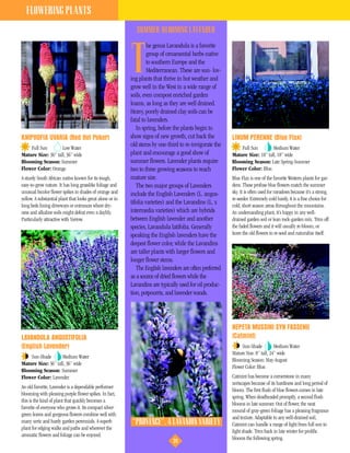 FLOWERING PLANTS
                                                              SUMMER-BLOOMING LAVENDER
                                                                    he genus Lavandula is a favorite


                                                           T        group of ornamental herbs native
                                                                    to southern Europe and the
                                                                    Mediterranean. These are sun- lov-
                                                           ing plants that thrive in hot weather and
                                                           grow well in the West in a wide range of
                                                           soils, even compost enriched garden
                                                           loams, as long as they are well drained.
                                                           Heavy, poorly drained clay soils can be
                                                           fatal to lavenders.
                                                              In spring, before the plants begin to
KNIPHOFIA UVARIA (Red Hot Poker)                           show signs of new growth, cut back the         LINUM PERENNE (Blue Flax)
    Full Sun        Low Water
                                                           old stems by one-third to re-invigorate the        Full Sun        Medium Water
Mature Size: 36” tall, 36” wide                            plant and encourage a good show of             Mature Size: 18” tall, 18” wide
Blooming Season: Summer                                    summer flowers. Lavender plants require        Blooming Season: Late Spring-Summer
Flower Color: Orange.                                      two to three growing seasons to reach          Flower Color: Blue.
A sturdy South African native known for its tough,         mature size.                                   Blue Flax is one of the favorite Western plants for gar-
easy-to-grow nature. It has long grasslike foliage and        The two major groups of Lavenders           dens. These profuse blue flowers match the summer
unusual bicolor flower spikes in shades of orange and      include the English Lavenders (L. angus-       sky. It is often used for meadows because it’s a strong
yellow. A substantial plant that looks great alone or in                                                  re-seeder. Extremely cold hardy, it is a fine choice for
long beds lining driveways or entrances where dry-
                                                           tifolia varieties) and the Lavandins (L. x     cold, short season areas throughout the mountains.
ness and alkaline soils might defeat even a daylily.       intermedia varieties) which are hybrids        An undemanding plant, it’s happy in any well-
Particularly attractive with Yarrow.                       between English lavender and another           drained garden soil or lean rock-garden mix. Trim off
                                                           species, Lavandula latifolia. Generally        the faded flowers and it will usually re-bloom, or
                                                           speaking the English lavenders have the        leave the old flowers to re-seed and naturalize itself.
                                                           deepest flower color, while the Lavandins
                                                           are taller plants with larger flowers and
                                                           longer flower stems.
                                                              The English lavenders are often preferred
                                                           as a source of dried flowers while the
                                                           Lavandins are typically used for oil produc-
                                                           tion, potpourris, and lavender wands.




                                                                                                          NEPETA MUSSINI SYN FASSENII
LAVANDULA ANGUSTIFOLIA                                                                                    (Catmint)
(English Lavender)                                                                                             Sun-Shade          Medium Water
                                                                                                          Mature Size: 8” tall, 24” wide
    Sun-Shade       Medium Water
                                                                                                          Blooming Season: May-August
Mature Size: 36” tall, 36” wide
                                                                                                          Flower Color: Blue.
Blooming Season: Summer
Flower Color: Lavender.                                                                                   Catmint has become a cornerstone in many
                                                                                                          xeriscapes because of its hardiness and long period of
An old favorite, Lavender is a dependable performer
                                                                                                          bloom. The first flush of blue flowers comes in late
blooming with pleasing purple flower spikes. In fact,
                                                                                                          spring. When deadheaded promptly, a second flush
this is the kind of plant that quickly becomes a
                                                                                                          blooms in late summer. Out of flower, the neat
favorite of everyone who grows it. Its compact silver-
                                                                                                          mound of gray-green foliage has a pleasing fragrance
green leaves and gorgeous flowers combine well with
                                                                                                          and texture. Adaptable to any well-drained soil,
many xeric and hardy garden perennials. A superb           “PROVENCE”, A LAVANDIN VARIETY                 Catmint can handle a range of light from full sun to
plant for edging walks and paths and wherever the
                                                                                                          light shade. Trim back in late winter for prolific
aromatic flowers and foliage can be enjoyed.
                                                                                                          blooms the following spring.
                                                                               20
 