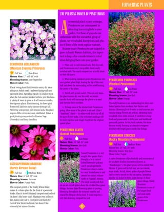 FLOWERING PLANTS
                                                          THE PLEASING POWER OF PENSTEMONS
                                                                   n essential plant in any xeriscape,


                                                          A        Penstemons are unsurpassed in
                                                                   attracting hummingbirds to your
                                                                   garden. For those of you who are
                                                          unfamiliar with this wonderful group of
                                                          plants, we’ve included descriptions and pho-
                                                          tos of three of the most popular varieties.
                                                             Because many Penstemons are adapted to
                                                          grow in harsh Western habitats, it is impor-
                                                          tant to keep a few considerations in mind
                                                          when bringing them into your garden:
OENOTHERA BERLANDIERI                                        1. Plant only in well-drained soils. Wet clay soils
(Mexican Evening Primrose)                                and Penstemons aren’t compatible. Avoid overly
                                                          enriched soils. Too much compost can actually short-
    Full Sun        Low Water                             en their life spans.
Mature Size: 12” tall, 60” wide
Blooming Season: June-September                              2. When putting container-grown Penstemons into          PENSTEMON PINIFOLIUS
Flower Color: Pink.                                       your garden, plant high, leaving the top of the root-
                                                          ball just above the surrounding soil to avoid burying       (Pineleaf Penstemon)
A heat loving plant that thrives in sunny, dry areas      the crown of the plant.                                         Full Sun        Low Water
along sun-baked south- and west-facing walls and
                                                             3. Mulch with gravel mulch. This not only keeps          Mature Size: 12” tall, 20” wide
pavement areas. Spreading rapidly on shallow roots
                                                          the plant’s crown dry over the cold, wet winter             Blooming Season: June-July
when the hot summer weather arrives, give this beau-
                                                          months but it will encourage the plants to re-seed          Flower Color: Orange.
ty plenty of room to grow as it will overrun smaller,
less vigorous plants. Everblooming, its showy pink        and increase their numbers.                                 Pineleaf Penstemon is an outstanding but often over-
flowers will last from early summer through fall.            4. To keep some of the shorter-lived Penstemons          looked species from southern New Mexico and
Preferring unimproved, well drained soils, this plant     going, allow some of the plants to set seed. (Don’t         Arizona. Blooming for 6-8 weeks in mid-summer, the
requires little extra water once established. Makes a     “deadhead” them— in other words don’t cut off all           tubular orange flowers are profuse, attracting hum-
good planting companion for Russian Sage                  the spent flower stalks.) The volunteer seedlings will      mingbirds from miles around. P. pinifolius is long-
(Perovskia) and Gray Santolina.                           be more vigorous and longer lived than the original         lived and grows easily in both xeric and traditional
                                                          parent plant.                                               perennial gardens. As the plant matures, the stems
                                                                                                                      become woody, forming an attractive evergreen
                                                                                                                      shrublet with bright green needle-like foliage.
                                                          PENSTEMON CLUTEI
                                                          (Sunset Penstemon)                                          PENSTEMON STRICTUS
                                                              Full Sun        Low Water                               (Rocky Mountain Penstemon)
                                                          Mature Size: 24” tall, 24” wide
                                                          Blooming Season: June-July                                       Full Sun           Medium Water
                                                          Flower Color: Pink.                                         Mature Size: 24” tall, 24” wide
                                                                                                                      Blooming Season: May-June
                                                                                      Sunset Penstemon is a very      Flower Color: Purple.
                                                                                      sought after species that’s
                                                                                      thought to be a natural         A native Penstemon of the foothills and mountains of
                                                                                      hybrid between P. palmeri       the southern Rockies (sometimes known as
OSTEOSPERMUM BABERIAE                                                                 and P. pseudospectabilis        “Beardtongue”), this plant grows well in central New
(Hardy African Daisy)                                                                 Penstemon clutei is native      Mexico. It grows well in full sun, yet can tolerate
                                                                                      to a very limited area in and   some shade. Its tall, showy spikes of purple flowers
    Full Sun         Medium Water
                                                                                      around an extinct volcano       last for over a month in the late spring. Spreading
Mature Size: 4” tall, 12” wide
                                                                                      north of Flagstaff, Arizona.    steadily via stolons to form large clumps of dense
Blooming Season: Summer
                                                                                      The large sunset pink flow-                                         green foliage, Rocky
Flower Color: Purple-Pink.
                                                          ers are set on tall spikes above the crinkled blue-green                                        Mountain
The compact growth of the Hardy African Daisy                                                                                                             Penstemon is one of
                                                          foliage. Remove faded flowering spikes to prolong
makes it a choice plant for the front of a perennial                                                                                                      the longest lived
                                                          blooming throughout the summer months and
border. Plant it in well-drained, compost-enriched soil                                                                                                   and most easily
                                                          extend the lifespan of the plant. P. clutei requires a
(it doesn’t like heavy clay). Maintain even soil mois-                                                                                                    grown of the
                                                          very fast-draining, compost-free soil.
ture, taking care not to overwater. Cold hardy for                                                                                                        Penstemons.
Central New Mexico’s climate, but doesn’t like
extremely hot micro-climates.                                                       21
 