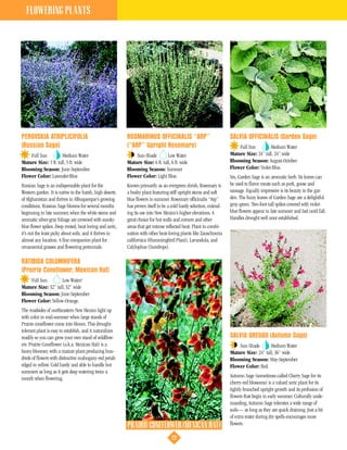 FLOWERING PLANTS




PEROVSKIA ATRIPLICIFOLIA                                  ROSMARINUS OFFICINALIS “ARP”                              SALVIA OFFICINALIS (Garden Sage)
(Russian Sage)                                            (“ARP” Upright Rosemary)                                      Full Sun        Medium Water
    Full Sun          Medium Water                            Sun-Shade         Low Water                           Mature Size: 24” tall, 24” wide
Mature Size: 5 ft. tall, 5 ft. wide                       Mature Size: 6 ft. tall, 6 ft. wide                       Blooming Season: August-October
Blooming Season: June-September                           Blooming Season: Summer                                   Flower Color: Violet-Blue.
Flower Color: Lavender-Blue.                              Flower Color: Light Blue.                                 Yes, Garden Sage is an aromatic herb. Its leaves can
Russian Sage is an indispensable plant for the            Known primarily as an evergreen shrub, Rosemary is        be used to flavor meats such as pork, goose and
Western garden. It is native to the harsh, high deserts   a bushy plant featuring stiff upright stems and soft      sausage. Equally impressive is its beauty in the gar-
of Afghanistan and thrives in Albuquerque’s growing       blue flowers in summer. Rosemary officinalis “Arp”        den. The fuzzy leaves of Garden Sage are a delightful
conditions. Russian Sage blooms for several months        has proven itself to be a cold hardy selection, extend-   gray-green. Two-foot-tall spikes covered with violet-
beginning in late summer, when the white stems and        ing its use into New Mexico’s higher elevations. A        blue flowers appear in late summer and last until fall.
aromatic silver-gray foliage are crowned with smoky-      great choice for hot walls and corners and other          Handles drought well once established.
blue flower spikes. Deep rooted, heat loving and xeric,   areas that get intense reflected heat. Plant in combi-
it’s not the least picky about soils, and it thrives in   nation with other heat-loving plants like Zauschneria
almost any location. A fine companion plant for           californica (Hummingbird Plant), Lavandula, and
ornamental grasses and flowering perennials.              Calylophus (Sundrops).

RATIBIDA COLUMNIFERA
(Prairie Coneflower, Mexican Hat)
    Full Sun        Low Water/
Mature Size: 32” tall, 32” wide
Blooming Season: June-September
Flower Color: Yellow-Orange.
The roadsides of northeastern New Mexico light up
with color in mid-summer when large stands of
Prairie coneflower come into bloom. This drought-
tolerant plant is easy to establish, and it naturalizes
readily so you can grow your own stand of wildflow-                                                                 SALVIA GREGGII (Autumn Sage)
ers. Prairie Coneflower (a.k.a. Mexican Hat) is a                                                                       Sun-Shade       Medium Water
heavy bloomer, with a mature plant producing hun-                                                                   Mature Size: 24” tall, 36” wide
dreds of flowers with distinctive mahogany-red petals                                                               Blooming Season: May-September
edged in yellow. Cold hardy and able to handle hot                                                                  Flower Color: Red.
summers as long as it gets deep watering twice a
month when flowering.                                                                                               Autumn Sage (sometimes called Cherry Sage for its
                                                                                                                    cherry-red blossoms) is a valued xeric plant for its
                                                                                                                    tightly branched upright growth and its profusion of
                                                                                                                    flowers that begin in early summer. Culturally unde-
                                                                                                                    manding, Autumn Sage tolerates a wide range of
                                                                                                                    soils— as long as they are quick draining. Just a bit
                                                                                                                    of extra water during dry spells encourages more
                                                          PRAIRIE CONEFLOWER (MEXICAN HAT)                          flowers.

                                                                                   22
 