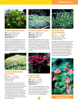 FLOWERING PLANTS




SOLIDAGO CANADENSIS (Goldenrod)                           SAPONARIA OXYMOIDES (Soapwort)                            SPHAERALCEA INCANA
    Sun-Shade       Medium Water                              Sun-Shade        Medium Water                         (Scarlet Globemallow)
Mature Size: 36” tall, 36” wide                           Mature Size: 9” tall, 24” wide                                 Full Sun           Low Water
Blooming Season: Summer                                   Blooming Season: Summer                                   Mature Size: 20” tall, 20” wide
Flower Color: Yellow.                                     Flower Color: Pink.                                       Blooming Season: June-September
Contrary to popular belief, Goldenrod doesn’t always      Soapwort’s bright pink flowers make it a terrific bor-    Flower Color: Red-Orange.
cause hay fever; it just gets blamed because it is so     der plant in a flower garden as well as a beautiful       Globemallow is a welcome sight in mid-summer when
visible when other wind-blown pollen is in the air.       flowering ground cover. A vigorous grower, it readily     the heat has driven many other flowers out of bloom.
The graceful golden-yellow plumes do a fine job of        re-seeds itself and will spread rapidly in a favorable    Sphaeralcea’s long wands of red-orange flowers resem-
brightening a garden in late summer when so few           situation. (Be sure the neighboring plants are large,     ble miniature hollyhocks. A deep rooted wildflower
other plants are in bloom. The flowers are good for       robust growers so they don’t get smothered!) Prompt       native to northern New Mexico, Scarlet Globemallow is
cutting or for drying. Goldenrod is easy to grow and      shearing as the flowers fade keeps it tidy and prevents   not the least bit picky about its soil and thrives in
thrives in any average garden soil.                       re-seeding.                                               heavy clay. Cut last year’s stems back to ground level
                                                                                                                    each spring for best appearance. Plant amongst
                                                                                                                    Callirhoe involucrata (Poppy Mallow), another clay
                                                                                                                    lover, for a great summer color combination.




SANTOLINA CHAMAECYPARISSUS
(Gray Santolina)
     Full Sun           Low Water
                                                          SEDUM TELEPHIUM
Mature Size: 18” tall, up to 36” wide                     (Autumn Joy Sedum)
Blooming Season: June                                         Sun-Shade       Low Water
Flower Color: Yellow.                                     Mature Size: 24” tall, 24” wide
A terrific evergreen perennial known for its button-      Blooming Season: Summer
like yellow flowers and its unique aromatic silver-       Flower Color: Red.
green foliage that looks great all year long. Its woody   Once you have gone through the fall with “Autumn
stems are densely covered with fine, whitish gray         Joy” in your garden, you’ll wonder how you ever lived
leaves (which is why it’s sometimes known as              without it. Not what you typically think of as a
“Lavender Cotton”). Can be used as a groundcover or       Sedum, this tall upright variety blooms with large
as a foreground planting in a bed of perennials or        flower heads that start pink and age gracefully to a
shrubs. With a little extra shearing to remove faded      rich bronze. Nice as a dried everlasting flower.
flowers and tighten up the shape in early spring, it                                                                 GLOBE MALLOW FLOWERS RESEMBLE
gives a garden the look of age and maturity. Very cold
hardy and heat tolerant.                                                            23                                    MINIATURE HOLLYHOCKS
 