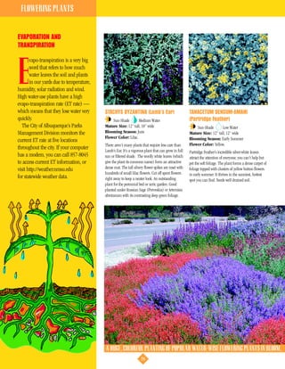 FLOWERING PLANTS


EVAPORATION AND
TRANSPIRATION

       vapo-transpiration is a very big


E      word that refers to how much
       water leaves the soil and plants
       in our yards due to temperature,
humidity, solar radiation and wind.
High water-use plants have a high
evapo-transpiration rate (ET rate) —
which means that they lose water very     STACHYS BYZANTINA (Lamb’s Ear)                             TANACETUM DENSUM-AMANI
quickly.                                      Sun-Shade        Medium Water                          (Partridge Feather)
   The City of Albuquerque’s Parks        Mature Size: 12” tall, 18” wide                                Sun-Shade       Low Water
Management Division monitors the          Blooming Season: June                                      Mature Size: 12” tall, 12” wide
                                          Flower Color: Lilac.                                       Blooming Season: Early Summer
current ET rate at five locations
                                          There aren’t many plants that require less care than       Flower Color: Yellow.
throughout the city. If your computer     Lamb’s Ear. It’s a vigorous plant that can grow in full    Partridge Feather’s incredible silver-white leaves
has a modem, you can call 857-8045        sun or filtered shade. The woolly white leaves (which      attract the attention of everyone; you can’t help but
to access current ET information, or      give the plant its common name) form an attractive         pet the soft foliage. The plant forms a dense carpet of
visit http://weather.nmsu.edu             dense mat. The tall silvery flower spikes are inset with   foliage topped with clusters of yellow button flowers
                                          hundreds of small lilac flowers. Cut off spent flowers     in early summer. It thrives in the sunniest, hottest
for statewide weather data.               right away to keep a neater look. An outstanding           spot you can find. Needs well drained soil.
                                          plant for the perennial bed or xeric garden. Good
                                          planted under Russian Sage (Perovskia) or Artemisia
                                          abrotanum with its contrasting deep green foliage.




                                          A HUGE, COLORFUL PLANTING OF POPULAR WATER-WISE FLOWERING PLANTS IN BLOOM, M
                                                                   24
 