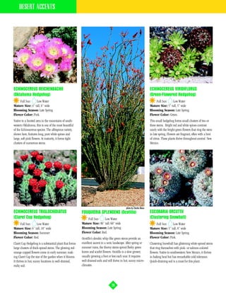 DESERT ACCENTS




ECHINOCEREUS REICHENBACHII                                                                                              ECHINOCEREUS VIRIDIFLORUS
(Oklahoma Hedgehog)                                                                                                     (Green-Flowered Hedgehog)
    Full Sun     Low Water                                                                                                  Full Sun     Low Water
Mature Size: 4” tall, 6” wide                                                                                           Mature Size: 5” tall, 5” wide
Blooming Season: Late Spring                                                                                            Blooming Season: Late Spring
Flower Color: Pink.                                                                                                     Flower Color: Green.
Native to a limited area in the mountains of south-                                                                     This small hedgehog forms small clusters of two or
western Oklahoma, this is one of the most beautiful                                                                     three stems. Bright red and white spines contrast
of the Echinocereus species. The albispinus variety,                                                                    nicely with the bright green flowers that ring the stem
shown here, features long, pure white spines and                                                                        in late spring. Flowers are fragrant, often with a hint
large, soft pink flowers. At maturity, it forms tight                                                                   of citrus. These plants thrive throughout central New
clusters of numerous stems.                                                                                             Mexico.




                                                                                                photo by Charles Mann
ECHINOCEREUS TRIGLOCHIDIATUS                             FOUQUIERIA SPLENDENS (Ocotillo)                                ESCOBARIA ORCUTTII
(Claret Cup Hedgehog)                                        Full Sun     Low Water                                     (Clustering Snowball)
    Full Sun     Low Water                               Mature Size: 96” tall, 60” wide                                    Full Sun     Low Water
Mature Size: 6” tall, 18” wide                           Blooming Season: Late Spring                                   Mature Size: 5” tall, 8” wide
Blooming Season: Summer                                  Flower Color: Red.                                             Blooming Season: Late Spring
Flower Color: Red.                                       Ocotillo’s slender, whip-like green stems provide an           Flower Color: Pink.
Claret Cup Hedgehog is a substantial plant that forms    excellent accent in a xeric landscape. After spring or         Clustering Snowball has glistening white-spined stems
large clusters of thick-spined stems. The glowing red-   summer rains, the thorny stems sprout fleshy green             that ring themselves with pink- or salmon-colored
orange cupped flowers come in early summer, mak-         leaves and scarlet flowers. Ocotillo is a slow grower,         flowers. Native to southwestern New Mexico, it thrives
ing Claret Cup the star of the garden when it blooms.    usually growing a foot or less each year. It requires          in baking heat but has remarkable cold tolerance.
It thrives in hot, sunny locations in well-drained,      well-drained soils and will thrive in hot, sunny micro-        Quick-draining soil is a must for this plant.
rocky soil.                                              climates.




                                                                                   28
 