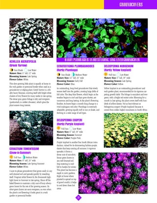 GROUNDCOVERS




ACHILLEA AGERATIFOLIA
                                                                    HARDY PLUMBAGO IS AN OUTSTANDING, LONG-LIVED GROUNDCOVER
(Greek Yarrow)                                            CERATOSTIGMA PLUMBAGINOIDES                               DELOSPERMA NUBIGENUM
    Sun-Shade        Low Water                            (Hardy Plumbago)                                          (Hardy Yellow Iceplant)
Mature Size: 6” tall, 12” wide
                                                              Sun-Shade       Medium Water                              Full Sun     Low Water
Blooming Season: Late Spring
                                                          Mature Size: 12” tall, 24” wide                           Mature Size: 3” tall, 18” wide
Flower Color: White.
                                                          Blooming Season: Early Fall                               Blooming Season: Late Spring
This slow-growing little plant is equally at home in      Flower Color: Blue.                                       Flower Color: Yellow.
the rock garden or perennial border when used as a
                                                          An outstanding, long-lived groundcover that slowly        Yellow Iceplant is an outstanding groundcover and
groundcover or edging plant. Greek Yarrow is a reli-
                                                          weaves itself into the garden, creating large drifts of   rock garden plant, recommended for its vigorous car-
ably heavy bloomer, covering itself with bright white
                                                          fall color. The deep blue flowers, which begin as the     peting growth habit. The foliage is succulent and ever-
clusters of tiny flowers for many weeks in late spring.
                                                          weather begins to cool and days grow shorter, are         green, with a bright red winter color. Blooming for a
The dense gray-green foliage is tidy and evergreen
                                                          numerous and long lasting. As the plant’s flowering       month in late spring, the plant covers itself with hun-
(particularly in milder climates), which gives the
                                                          finishes, its leaves begin a month-long change to a       dreds of yellow daisies. Not as heat tolerant as
plant season-long interest.
                                                          vivid mahogany-red color. Plumbago is extremely           Delosperma cooperi (Purple Iceplant) because it
                                                          adaptable, growing equally well in sun or shade, and      comes from colder, higher mountains in South Africa.
                                                          thriving in a wide range of soil types.

                                                          DELOSPERMA COOPERI
                                                          (Hardy Purple Iceplant)
                                                              Full Sun     Low Water
                                                          Mature Size: 6” tall, 18” wide
                                                          Blooming Season: Summer
                                                          Flower Color: Purple-Pink.
                                                          Purple Iceplant is another fine South African intro-
                                                          duction, valued for its shimmering fuchsia-purple
CERASTIUM TOMENTOSUM                                      daisies that keep coming all summer. A vigorous
                                                          spreader, it forms a
(Snow-in-Summer)
                                                          dense mat of succulent,
    Full Sun     Medium Water                             linear green leaves in
Mature Size: 8” tall, 24” wide                            any well drained soil.
Blooming Season: Late Spring-Summer                       Stop watering in mid-
Flower Color: White.                                      fall to harden for winter.
A sure-to-please groundcover that grows easily in any     This plant has become a
well-drained soil and spreads quickly by reseeding        staple in xeric gardens.
itself. Fragrant white flowers by the thousands high-     Right at home where
light Snow-in-Summer in late spring. Shear off the        planted to spread on top
faded flowers to maintain a tidy mat of fuzzy silvery-    of gravel mulch; it helps
green leaves for the rest of the growing season. Its      to cool down these hot
silver-green leaves are semi-evergreen, so even when      areas.
the plant’s not flowering it looks great in a rock
garden or perennial border.
                                                                                    31
 