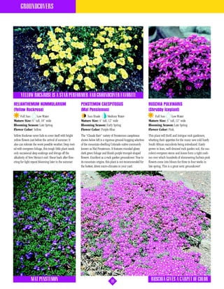 GROUNDCOVERS




      YELLOW ROCKROSE IS A STAR PERFORMER AND GROUNDCOVER FAVORITE
HELIANTHEMUM NUMMULARIUM                                   PENSTEMON CAESPITOSUS                                      RUSCHIA PULVINARIS
(Yellow Rockrose)                                          (Mat Penstemon)                                            (Shrubby Iceplant)
    Full Sun     Low Water                                     Sun-Shade        Medium Water                              Full Sun     Low Water
Mature Size: 6” tall, 18” wide                             Mature Size: 4” tall, 12” wide                             Mature Size: 3” tall, 12” wide
Blooming Season: Late Spring                               Blooming Season: Early Spring                              Blooming Season: Late Spring
Flower Color: Yellow.                                      Flower Color: Purple-Blue.                                 Flower Color: Pink.
Yellow Rockrose never fails to cover itself with bright    The “Claude Barr” variety of Penstemon caespitosus         This plant will thrill and intrigue rock gardeners,
yellow flowers just before the arrival of summer. It       shown below left is a vigorous ground-hugging selection    whetting their appetites for the many new cold hardy
also can tolerate the worst possible weather. Deep root-   of the mountain-dwelling Colorado native commonly          South African succulents being introduced. Easily
ed with evergreen foliage, this tough little plant needs   known as Mat Penstemon. It features rounded glossy         grown in lean, well-drained rock garden soil, the suc-
only occasional deep soakings and shrugs off the           dark green foliage and bluish-purple trumpet-shaped        culent evergreen stems and leaves form a tight cush-
alkalinity of New Mexico’s soil. Shear back after flow-    flowers. Excellent as a rock garden groundcover. True to   ion over which hundreds of shimmering fuchsia pink
ering for light repeat blooming later in the summer.       its mountain origins, this plant is not recommended for    flowers come into bloom for three to four weeks in
                                                           the hottest, driest micro-climates in your yard.           late spring. This is a great xeric groundcover!




               MAT PENSTEMON                                                         32                                 RUSCHIA GIVES A CARPET OF COLOR
 