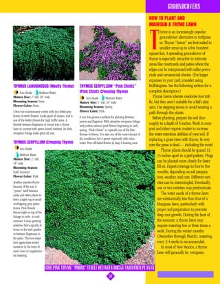 GROUNDCOVERS
                                                                                                                     HOW TO PLANT AND
                                                                                                                     MAINTAIN A THYME LAWN
                                                                                                                               hyme is an increasingly popular


                                                                                                                     T         groundcover alternative to turfgrass-
                                                                                                                               es. Thyme “lawns” are best suited to
                                                                                                                               smaller areas up to a few hundred
                                                                                                                     square feet. A spreading groundcover of
                                                                                                                     thyme is especially attractive in intimate
                                                                                                                     areas like courtyards and patios where the
                                                                                                                     edges can be interplanted with taller peren-
                                                                                                                     nials and ornamental shrubs. (For larger
                                                                                                                     expanses in your yard, consider using
THYMUS LANUGINOSUS (Woolly Thyme)                          THYMUS SERPYLLUM “Pink Chintz”                            Buffalograss. See the following section for a
    Sun-Shade        Medium Water                          (Pink Chintz Creeping Thyme)                              complete description.)
Mature Size: 2” tall, 18” wide                                 Sun-Shade        Medium Water                            Thyme lawns tolerate moderate foot traf-
Blooming Season: None                                      Mature Size: 1” tall, 18” wide                            fic, but they aren’t suitable for a kid’s play
Flower Color: None.                                        Blooming Season: Spring                                   area. Use stepping stones to avoid wearing a
A fine low-maintenance variety with tiny felted gray       Flower Color: Pink.                                       path through the plants.
leaves; it rarely flowers. Looks good all season, and is   A very low grower, excellent for planting between
one of the better choices for high traffic areas. A
                                                                                                                        Before planting, prepare the soil thor-
                                                           pavers and flagstone. With attractive evergreen foliage
favorite between flagstones or mixed into a thyme          and profuse salmon-pink flowers beginning in early
                                                                                                                     oughly to a depth of 6 inches. Work in com-
lawn to contrast with green-leaved varieties. Its dark,    spring, “Pink Chintz” is typically one of the first       post and other organic matter to increase
evergreen foliage looks great all year.                    thymes to bloom. It is also one of the most tolerant of   the water-retention abilities of your soil. If
                                                           dry conditions, but it grows vigorously with extra        replacing a grass lawn with thyme, be very
THYMUS SERPYLLUM (Creeping Thyme)                          water. Trim off faded flowers to keep it looking neat.
                                                                                                                     sure the grass is dead— including the roots!
      Sun-Shade                                                                                                                 Thyme plants should be spaced 12-
      Medium Water                                                                                                          15 inches apart in a grid pattern. Plugs
Mature Size: 2” tall,
18” wide
                                                                                                                            can be planted more closely for faster
Blooming Season:                                                                                                            fill-in. Expect coverage in four to five
Early Summer                                                                                                                months, depending on soil prepara-
Flower Color: Pink.                                                                                                         tion, weather, and care. Different vari-
Another popular thyme                                                                                                       eties can be intermingled. Eventually,
because of the way it                                                                                                       one or two varieties may predominate.
“pours” itself between
rocks and other plants to                                                                                                       The water needs of a thyme lawn
form a tight rug of small                                                                                                   are substantially less than that of a
overlapping gray-green                                                                                                      bluegrass lawn, particularly with
leaves. Pink flowers                                                                                                        proper soil preparation to promote
bloom right on top of the
foliage in early- to mid-                                                                                                   deep root growth. During the heat of
summer. A slow-growing                                                                                                      the summer, a thyme lawn may
selection that’s equally at                                                                                                 require watering two or three times a
home in the rock garden                                                                                                     week. During the winter months
or between flagstones in
the patio. Thymus serpyl-                                                                                                   (December through March), watering
lum appreciates winter                                                                                                      every 2-4 weeks is recommended.
moisture in the form of                                                                                                         In most of New Mexico, a thyme
snow cover or supplemen-                                                                                                    lawn will generally be evergreen.
tal watering.


                              CREEPING THYME “POURS” ITSELF BETWEEN ROCKS AND OTHER PLANTS
                                                                                     33
 