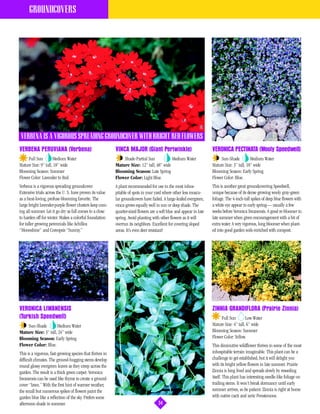 GROUNDCOVERS




VERBENA IS A VIGOROUS SPREADING GROUNDCOVER WITH BRIGHT RED FLOWERS
VERBENA PERUVIANA (Verbena)                                VINCA MAJOR (Giant Periwinkle)                             VERONICA PECTINATA (Wooly Speedwell)
     Full Sun        Medium Water                              Shade-Partial Sun           Medium Water                    Sun-Shade          Medium Water
Mature Size: 9” tall, 18” wide                             Mature Size: 12” tall, 48” wide                            Mature Size: 3” tall, 18” wide
Blooming Season: Summer                                    Blooming Season: Late Spring                               Blooming Season: Early Spring
Flower Color: Lavender to Red.                             Flower Color: Light Blue.                                  Flower Color: Blue.
Verbena is a vigorous spreading groundcover.               A plant recommended for use in the most inhos-             This is another great groundcovering Speedwell,
Extensive trials across the U. S. have proven its value    pitable of spots in your yard where other less muscu-      unique because of its dense growing wooly gray-green
as a heat-loving, profuse-blooming favorite. The           lar groundcovers have failed. A large-leafed evergreen,    foliage. The 4-inch-tall spikes of deep blue flowers with
large bright lavender-purple flower clusters keep com-     vinca grows equally well in sun or deep shade. The         a white eye appear in early spring— usually a few
ing all summer. Let it go dry as fall comes to a close     quarter-sized flowers are a soft blue and appear in late   weeks before Veronica liwanensis. A good re-bloomer in
to harden off for winter. Makes a colorful foundation      spring. Avoid planting with other flowers as it will       late summer when given encouragement with a bit of
for taller growing perennials like Achillea                overrun its neighbors. Excellent for covering sloped       extra water. A very vigorous, long bloomer when plant-
“Moonshine” and Coreopsis “Sunray.”                        areas. It’s even deer resistant!                           ed into good garden soils enriched with compost.




VERONICA LIWANENSIS                                                                                                   ZINNIA GRANDIFLORA (Prairie Zinnia)
(Turkish Speedwell)                                                                                                        Full Sun        Low Water
    Sun-Shade        Medium Water                                                                                     Mature Size: 4” tall, 6” wide
Mature Size: 3” tall, 24” wide                                                                                        Blooming Season: Summer
Blooming Season: Early Spring                                                                                         Flower Color: Yellow.
Flower Color: Blue.                                                                                                   This diminutive wildflower thrives in some of the most
This is a vigorous, fast-growing species that thrives in                                                              inhospitable terrain imaginable. This plant can be a
difficult climates. The ground-hugging stems develop                                                                  challenge to get established, but it will delight you
round glossy evergreen leaves as they creep across the                                                                with its bright yellow flowers in late summer. Prairie
garden. The result is a thick green carpet. Veronica                                                                  Zinnia is long lived and spreads slowly by reseeding
liwanensis can be used like thyme to create a ground-                                                                 itself. This plant has interesting needle-like foliage on
cover “lawn.” With the first hint of warmer weather,                                                                  trailing stems. It won’t break dormancy until early
the small but numerous spikes of flowers paint the                                                                    summer arrives, so be patient. Zinnia is right at home
garden blue like a reflection of the sky. Prefers some                                                                with native cacti and xeric Penstemons.
afternoon shade in summer.                                                            34
 