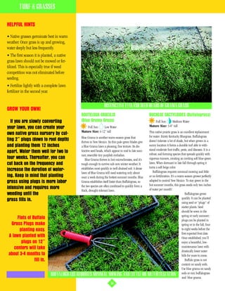 TURF & GRASSES

HELPFUL HINTS

• Native grasses germinate best in warm
weather. Once grass is up and growing,
water deeply but less frequently.
• The first season it is planted, a native
grass lawn should not be mowed or fer-
tilized. This is especially true if weed
competition was not eliminated before
seeding.
• Fertilize lightly with a complete lawn
fertilizer in the second year.


                                                                         DISTINCTIVE EYELASH SEED HEADS OF GRAMA GRASS
GROW YOUR OWN!
                                                       BOUTELOUA GRACILIS                                     BUCHLOE DACTYLOIDES (Buffalograss)
  If you are slowly converting                         (Blue Grama Grass)                                         Full Sun     Medium Water
                                                                                                              Mature Size: 3-8” tall
your lawn, you can create your                             Full Sun     Low Water
                                                       Mature Size: 4-12” tall                        This native prairie grass is an excellent replacement
own native grass nursery by cut-
                                               Blue Grama is another warm-season grass that           for water- thirsty Kentucky Bluegrass. Buffalograss
ting 2” plugs (down to root depth)             thrives in New Mexico. Its thin pale-green blades give doesn’t tolerate a lot of shade, but when grown in a
and planting them 12 inches                    a Blue Grama lawn a pleasing, fine texture. Its dis-   sunny location it forms a durable turf able to with-
                                               tinctive seed heads, which appear in mid to late sum-  stand moderate foot traffic, pests, and diseases. It is a
apart. Water them well for two to                                                                     robust, sod-forming species that spreads quickly with
                                               mer, resemble tiny purplish eyelashes.
four weeks. Thereafter, you can                   Blue Grama thrives in hot microclimates, and it’s   vigorous runners, creating an inviting soft blue-green
cut back on the frequency and                  tough enough to survive sub-zero winter weather. It    lawn. When dormant in late fall through spring it
                                               establishes most quickly in well-drained soil. A dense turns a soft beige color.
increase the duration of water-                                                                          Buffalograss requires minimal mowing and little
                                               lawn of Blue Grama will need watering only about
ing. Keep in mind that planting                once a week during the hottest summer months. Blue     or no fertilization. It’s a warm-season grower perfectly
grass using plugs is more labor                Grama establishes itself faster than Buffalograss, so  adapted to central New Mexico. To stay green in the
                                               the two species are often combined to quickly form a   hot summer months, this grass needs only two inches
intensive and requires more                                                                           of water per month!
                                               thick, drought-tolerant lawn.
weeding until the                                                                                                                       Buffalograss grows
                                                                                                                                     quickly. It can be planted
grass fills in.
                                                                                                                                     using seed or “plugs” of
                                                                                                                                     starter plants. Seed
                                                                                                                                     should be sown in the
                                                                                                                                     spring or early summer;
      Flats of Buffalo                                                                                                               plugs can be planted in
  Grass Plugs make                                                                                                                   spring or in the fall, four
       planting easy.                                                                                                                to eight weeks before the
                                                                                                                                     first expected frost date.
 A lawn planted with                                                                                                                 Once established, you’ll
        plugs on 12”                                                                                                                 enjoy a beautiful, low-
    centers will take                                                                                                                maintenance lawn with
                                                                                                                                     drastically lower water
 about 3-4 months to                                                                                                                 bills for years to come.
                fill in.                                                                                                                Buffalo grass is not
                                                                                                                                     content on sandy soils.
                                                                                                                                     Use blue grama on sandy
                               BUFFALOGRASS REQUIRES MINIMAL MOWING AND LITTLE OR NO FERTILIZATION soils or mix buffalograss
                                                                                                                                     and blue grama.
                                                                               36
 