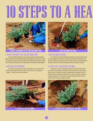 10 STEPS TO A HEAL

        1. SELECT THE RIGHT PLANT FOR THE RIGHT SPOT                                                                    2. DIG THE RIGHT SIZE HOLE
1. SELECT THE RIGHT PLANT FOR THE RIGHT SPOT.                                                   2. DIG THE RIGHT SIZE HOLE.
        Sun-loving plants should go into sunny spaces. Shade-loving plants should be                  The “right size” for trees and shrubs is about twice as wide and about 6” deep-
placed under trees or beside walls where they’ll be protected from our harsh New Mexico         er than the depth of the root ball. For annuals and perennials, the hole should be
sun. Also make sure the area is big enough to accommodate the plant when it’s reached           about a foot deep and at least a foot wide. If you dig a hole that’s just big enough for
its full mature size. (Remember, too, to place plants with similar water needs together.)       the plant’s root ball, you actually encourage the roots to not grow and spread.

5. SEPARATE MATTED ROOTS.                                                                       6. PLACE PLANT AND BACKFILL THE HOLE.
      Use a knife or sharp trowel to cut four vertical slits, one on each side of the                 Place plant in the hole, making sure that the top of the root ball is about
root ball. Make several similar cuts on bottom of root ball. Use your fingers to                level with the surrounding soil. Shovel the soil around the plant’s roots to fill up
“rough out” matted roots on sides and bottom.                                                   the hole. Leave a ridge of soil around the planting hole to hold water. This will
                                                                                                allow the water to soak deeply to the plant’s roots. (In dry or hard-to-water areas,
                                                                                                a shallow depression (1/2”) below the soil grade will help hold water near the
                                                                                                plant even as the ridge of soil begins to erode.)




                      5. SEPARATE MATTED ROOTS                                                               6. PLACE PLANT AND BACKFILL THE HOLE



                                                                                            8
 