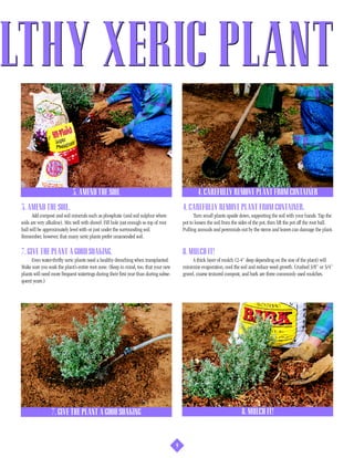 ALTHY XERIC PLANT

                               3. AMEND THE SOIL                                                     4. CAREFULLY REMOVE PLANT FROM CONTAINER
  3. AMEND THE SOIL.                                                                         4. CAREFULLY REMOVE PLANT FROM CONTAINER.
         Add compost and soil minerals such as phosphate (and soil sulphur where                   Turn small plants upside down, supporting the soil with your hands. Tap the
  soils are very alkaline). Mix well with shovel. Fill hole just enough so top of root       pot to loosen the soil from the sides of the pot, then lift the pot off the root ball.
  ball will be approximately level with or just under the surrounding soil.                  Pulling annuals and perennials out by the stems and leaves can damage the plant.
  Remember, however, that many xeric plants prefer unamended soil.

  7. GIVE THE PLANT A GOOD SOAKING.                                                          8. MULCH IT!
        Even water-thrifty xeric plants need a healthy drenching when transplanted.                A thick layer of mulch (2-4” deep depending on the size of the plant) will
  Make sure you soak the plant’s entire root zone. (Keep in mind, too, that your new         minimize evaporation, cool the soil and reduce weed growth. Crushed 3/8” or 3/4”
  plants will need more frequent waterings during their first year than during subse-        gravel, coarse textured compost, and bark are three commonly used mulches.
  quent years.)




                   7. GIVE THE PLANT A GOOD SOAKING                                                                           8. MULCH IT!



                                                                                         9
 