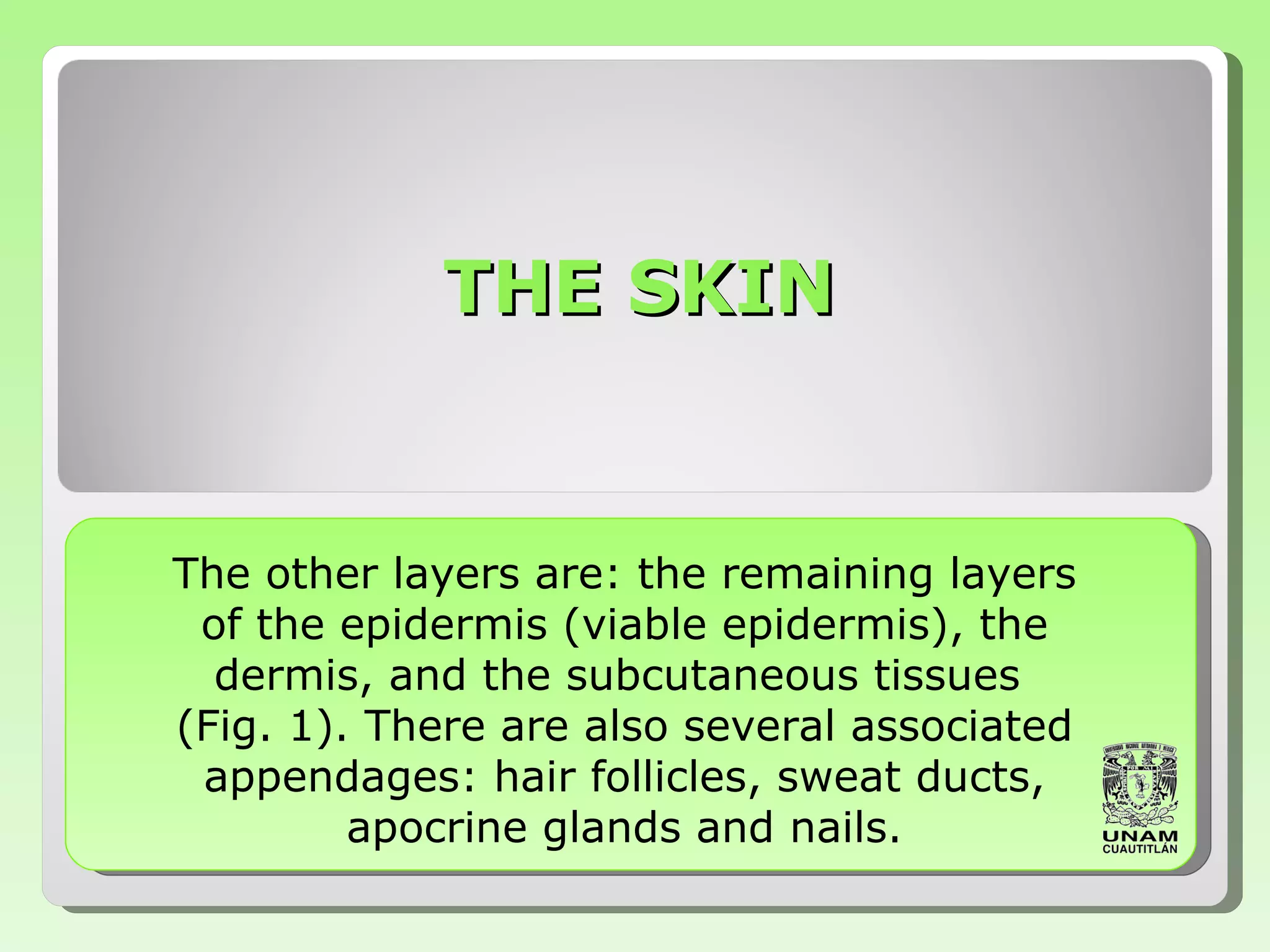 THE SKIN The other layers are: the remaining layers of   the epidermis (viable epidermis), the dermis,   and   the subcutaneous tissues  (Fig .  1). There   are   also several associated appendages: hair   follicles,   sweat ducts, apocrine glands and nails. 