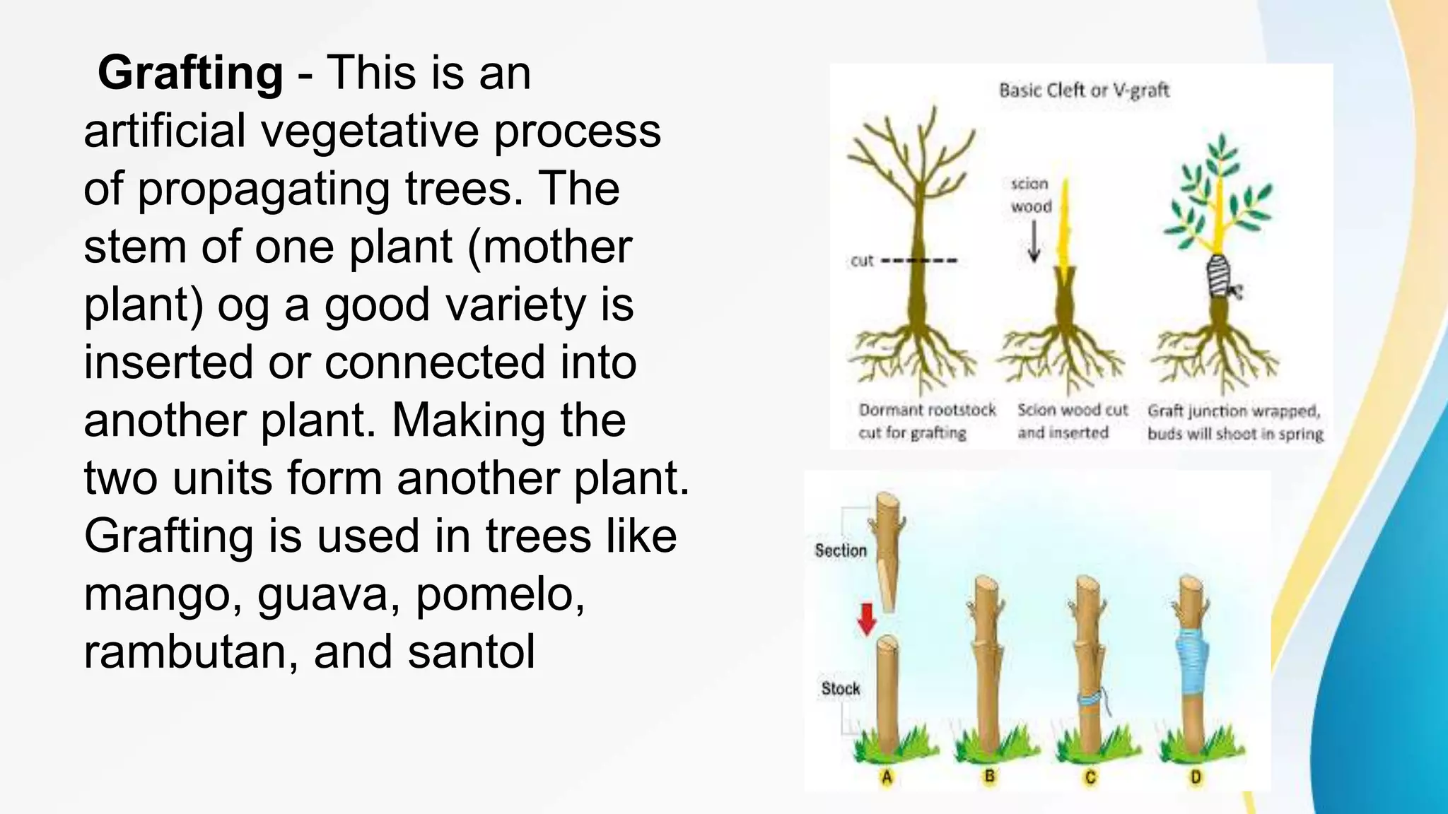 426211232PLANTINGANDPROPAGATINGTREESMETHODSpptx.pptx