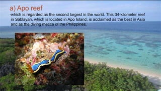 a) Apo reef
-which is regarded as the second largest in the world. This 34-kilometer reef
in Sablayan, which is located in Apo Island, is acclaimed as the best in Asia
and as the diving mecca of the Philippines.
 