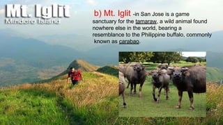 b) Mt. Iglit -in San Jose is a game
sanctuary for the tamaraw, a wild animal found
nowhere else in the world, bearing a
resemblance to the Philippine buffalo, commonly
known as carabao.
 