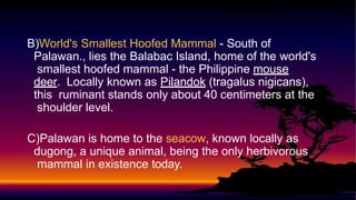 B)World's Smallest Hoofed Mammal - South of
Palawan., lies the Balabac Island, home of the world's
smallest hoofed mammal - the Philippine mouse
deer. Locally known as Pilandok (tragalus nigicans),
this ruminant stands only about 40 centimeters at the
shoulder level.
C)Palawan is home to the seacow, known locally as
dugong, a unique animal, being the only herbivorous
mammal in existence today.
 