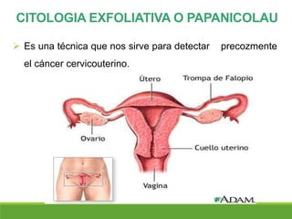 CITOLOGIA EXFOLIATIVA O PAPANICOLAU
 Es una técnica que nos sirve para detectar precozmente
el cáncer cervicouterino.
 