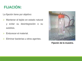 FIJACIÓN:
La fijación tiene por objetivo:
 Mantener el tejido en estado natural
y evitar su desintegración o su
autolisis.
 Endurecer el material.
 Eliminar bacterias u otros agentes.
Fijación de la muestra.
 