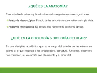¿QUÉ ES LA ANATOMÍA?
Anatomía Macroscópica: Estudio de las estructuras observables a simple vista.
Anatomía Microscópica: Es aquella que requiere de auxiliares ópticos.
Es el estudio de la forma y la estructura de los organismos vivos organizados
Es una disciplina académica que se encarga del estudio de las células en
cuanto a lo que respecta a las propiedades, estructura, funciones, organelos
que contienen, su interacción con el ambiente y su ciclo vital.
¿QUÉ ES LA CITOLOGÍA o BIOLOGÍA CELULAR?
 