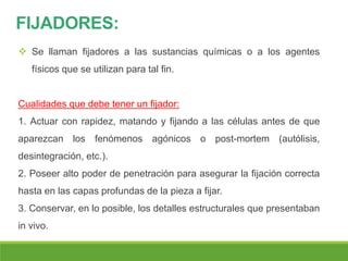 FIJADORES:
 Se llaman fijadores a las sustancias químicas o a los agentes
físicos que se utilizan para tal fin.
Cualidades que debe tener un fijador:
1. Actuar con rapidez, matando y fijando a las células antes de que
aparezcan los fenómenos agónicos o post-mortem (autólisis,
desintegración, etc.).
2. Poseer alto poder de penetración para asegurar la fijación correcta
hasta en las capas profundas de la pieza a fijar.
3. Conservar, en lo posible, los detalles estructurales que presentaban
in vivo.
 