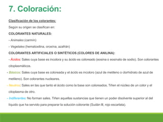 7. Coloración:
Clasificación de los colorantes:
Según su origen se clasifican en:
COLORANTES NATURALES:
- Animales (carmín)
- Vegetales (hematoxilina, orceína, azafrán)
COLORANTES ARTIFICIALES O SINTÉTICOS (COLORES DE ANILINA):
- Ácidos: Sales cuya base es incolora y su ácido es coloreado (eosina o eosinato de sodio). Son colorantes
citoplasmáticos.
- Básicos: Sales cuya base es coloreada y el ácido es incoloro (azul de metileno o clorhidrato de azul de
metileno). Son colorantes nucleares.
- Neutros: Sales en las que tanto el ácido como la base son coloreados. Tiñen el núcleo de un color y el
citoplasma de otro.
- Indiferentes: No forman sales. Tiñen aquellas sustancias que tienen un poder disolvente superior al del
líquido que ha servido para preparar la solución colorante (Sudán lll, rojo escarlata).
 