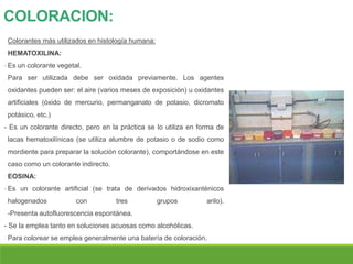 COLORACION:
Colorantes más utilizados en histología humana:
HEMATOXILINA:
- Es un colorante vegetal.
Para ser utilizada debe ser oxidada previamente. Los agentes
oxidantes pueden ser: el aire (varios meses de exposición) u oxidantes
artificiales (óxido de mercurio, permanganato de potasio, dicromato
potásico, etc.)
- Es un colorante directo, pero en la práctica se lo utiliza en forma de
lacas hematoxilínicas (se utiliza alumbre de potasio o de sodio como
mordiente para preparar la solución colorante), comportándose en este
caso como un colorante indirecto.
EOSINA:
- Es un colorante artificial (se trata de derivados hidroxixanténicos
halogenados con tres grupos arilo).
-Presenta autofluorescencia espontánea.
- Se la emplea tanto en soluciones acuosas como alcohólicas.
Para colorear se emplea generalmente una batería de coloración.
 