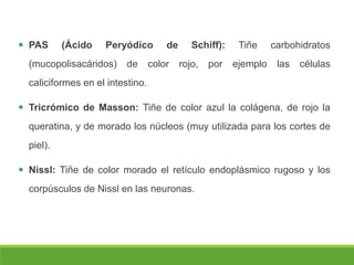 PAS (Ácido Peryódico de Schiff): Tiñe carbohidratos
(mucopolisacáridos) de color rojo, por ejemplo las células
caliciformes en el intestino.
 Tricrómico de Masson: Tiñe de color azul la colágena, de rojo la
queratina, y de morado los núcleos (muy utilizada para los cortes de
piel).
 Nissl: Tiñe de color morado el retículo endoplásmico rugoso y los
corpúsculos de Nissl en las neuronas.
 