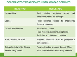 COLORANTES Y REACCIONES HISTOLOGICAS COMUNES
REACTIVO RESULTADO
Hematoxilina Azul: núcleo; regiones acidas del
citoplasma; matriz del cartílago
Eosina Rosa: regiones básicas del citoplasma;
fibras de colágena.
Tricómica de Masson Azul oscuro: núcleo
Rojo: musculo, queratina, citoplasma
Azul claro: mucinógeno, colágena.
Acido peryóico de Schiff Magenta: moléculas ricas en glucógeno y
carbohidratos.
Colorante de Wright y Giemsa
(células sanguíneas)
Rosa: eritrocitos, gránulos de eosinófilos
Azul: citoplasma de monocitos y linfocitos.
 