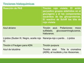 Tinciones histoquímicas
Reacción de PAS Tinción rojo violeta. El acido
peryodico grupos aldehídos en el
glucógeno y el los componentes
sacáridos de las glicoproteínas.
El reactivo de Schiff los tiñe de
rojo violeta
Azul alciano Tinción azul. Polianiones: moco
sulfatado, glucosaaminoglucanos,
hialuranos.
Lípidos (Sudan III, Negro, aceite rojo
0)
Naranja-rojo o pardo… Lípidos
Tinción d Feulgen para ADN Tinción purpura
Azul de toluidina Tinción azul. Tiñe la cromatina
(ADN), el nucléolo y los ribosomas.
 