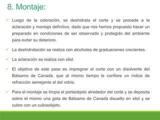 8. Montaje:
 Luego de la coloración, se deshidrata el corte y se procede a la
aclaración y montaje definitivo, dado que nos hemos propuesto hacer un
preparado en condiciones de ser observado y protegido del ambiente
para evitar su deterioro.
 La deshidratación se realiza con alcoholes de graduaciones crecientes.
 La aclaración se realiza con xilol.
 El objetivo de este paso es impregnar el corte con un disolvente del
Bálsamo de Canadá, que al mismo tiempo le confiere un índice de
refracción semejante al del vidrio.
 Para el montaje se limpia el portaobjeto alrededor del corte y se deposita
sobre el mismo una gota de Bálsamo de Canadá disuelto en xilol y se
cubre con un cubreobjeto.
 