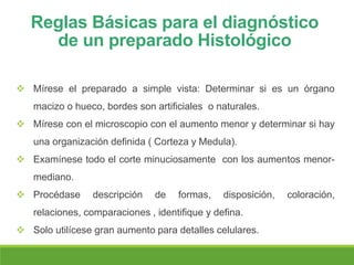 Reglas Básicas para el diagnóstico
de un preparado Histológico
 Mírese el preparado a simple vista: Determinar si es un órgano
macizo o hueco, bordes son artificiales o naturales.
 Mírese con el microscopio con el aumento menor y determinar si hay
una organización definida ( Corteza y Medula).
 Examínese todo el corte minuciosamente con los aumentos menor-
mediano.
 Procédase descripción de formas, disposición, coloración,
relaciones, comparaciones , identifique y defina.
 Solo utilícese gran aumento para detalles celulares.
 