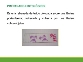 PREPARADO HISTOLÓGICO:
Es una rebanada de tejido colocada sobre una lámina
portaobjetos, coloreada y cubierta por una lámina
cubre-objetos.
 