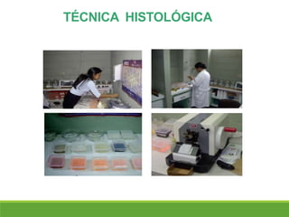 TÉCNICA HISTOLÓGICA
 