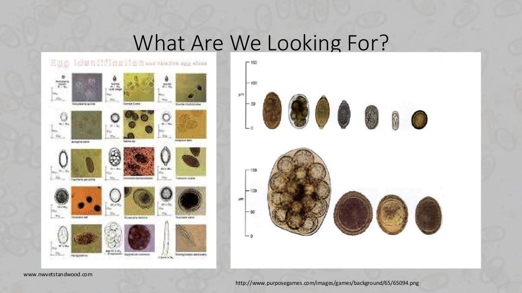 Fecal Parasite Screen