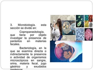 3. Microbiología. esta
sección se divide en:
Coproparasitología,
que tiene por objeto
investigar la presencia de
parásitos en materias
fecales.
Bacteriología, en la
que se examina directa o
indirectamente la presencia
o actividad de organismos
microscópicos en sangre,
orina, materia fecal, jugo
gástrico y exudados
 