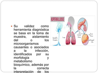  Su validez como
herramienta diagnóstica
se basa en la toma de
muestra, aislamiento
del o los
microorganismos
causantes o asociados
a la infección,
identificados por su
morfología y
metabolismo
bioquímico, además por
la correcta
interpretación de los
 