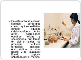  En esta área se cultivan
líquidos corporales
como: líquidos estériles
(orinas, líquidos
cefaloraquídeos, entre
otros), secreciones
oculares, óticas y
secreciones purulentas
en piel o tejidos. se
procesan cultivos
faríngeos, nasales,
ótico, óptico, de orina,
heces, y de cualquier
líquido corporal
solicitado por el médico.
 