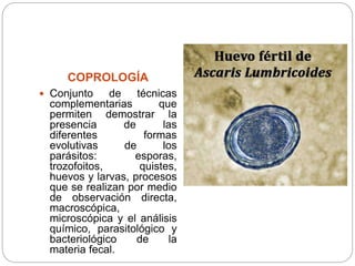 COPROLOGÍA
 Conjunto de técnicas
complementarias que
permiten demostrar la
presencia de las
diferentes formas
evolutivas de los
parásitos: esporas,
trozofoitos, quistes,
huevos y larvas, procesos
que se realizan por medio
de observación directa,
macroscópica,
microscópica y el análisis
químico, parasitológico y
bacteriológico de la
materia fecal.
 