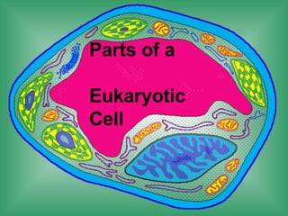 Parts of a    Eukaryotic    Cell 
