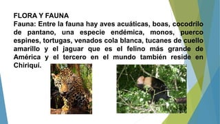 FLORA Y FAUNA
Fauna: Entre la fauna hay aves acuáticas, boas, cocodrilo
de pantano, una especie endémica, monos, puerco
espines, tortugas, venados cola blanca, tucanes de cuello
amarillo y el jaguar que es el felino más grande de
América y el tercero en el mundo también reside en
Chiriquí.
 