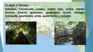FLORA Y FAUNA
Arboles: Cacahuate, caoba, cedro rojo, ceiba, ciprés,
encino, fresno, guácimo, guapaque, laurel, mangle,
mezquite, pastizales, pino, quebracho y volador.
 