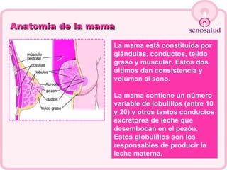 Anatomía de la mama La mama está constituida por glándulas, conductos, tejido graso y muscular. Estos dos últimos dan consistencia y volúmen al seno. La mama contiene un número variable de lobulillos (entre 10 y 20) y otros tantos conductos excretores de leche que desembocan en el pezón.  Estos globulillos son los responsables de producir la leche materna. 