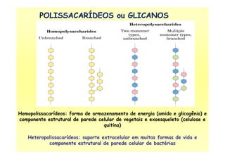 POLISSACARÍDEOS ou GLICANOS
Homopolissacarídeos: forma de armazenamento de energia (amido e glicogênio) e
componente estrutural de parede celular de vegetais e exoesqueleto (celulose e
quitina)
Heteropolissacarídeos: suporte extracelular em muitas formas de vida e
componente estrutural de parede celular de bactérias
 