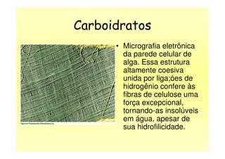 Carboidratos
• Micrografia eletrônica
da parede celular de
alga. Essa estrutura
altamente coesiva
unida por liga;óes deunida por liga;óes de
hidrogênio confere às
fibras de celulose uma
força excepcional,
tornando-as insolúveis
em água, apesar de
sua hidrofilicidade.
 
