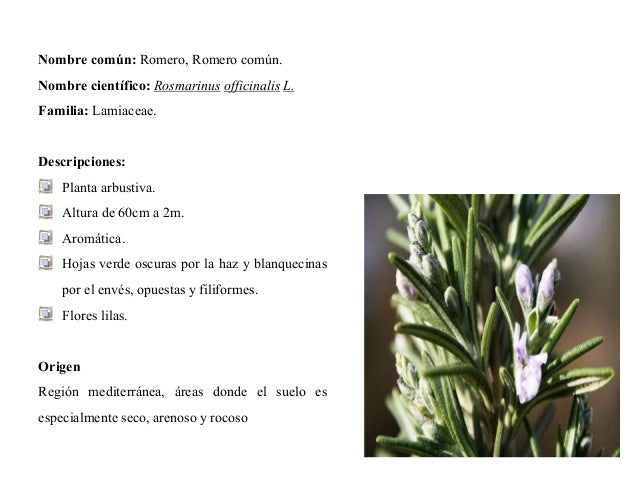 Romero Rosmarinus Officinalis L