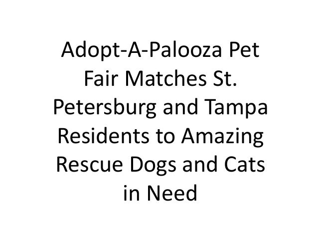 Steve Stallings On Animal Adoptions In The Tampa Bay Area