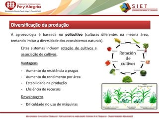 MELHORANDO O ACESSO AO TRABALHO - FORTALECENDO AS HABILIDADES PESSOAIS E DE TRABALHO - TRANSFORMANDO REALIDADES
A agroecologia é baseada no policultivo (culturas diferentes na mesma área,
tentando imitar a diversidade dos ecossistemas naturais).
Estes sistemas incluem rotação de cultivos e
associação de cultivos.
Vantagens
- Aumento da resistência a pragas
- Aumento do rendimento por área
- Estabilidade na produção
- Eficiência de recursos
Desvantagens
- Dificuldade no uso de máquinas
 