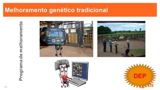 11
11
Melhoramento genético tradicional
DEP
Programademelhoramento
 