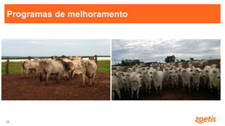 29
29
Programas de melhoramento
 