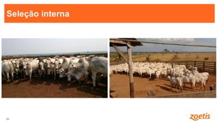 30
30
Seleção interna
 