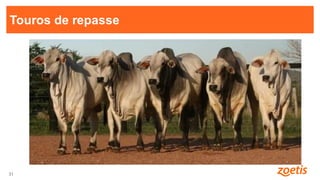 31
31
Touros de repasse
 